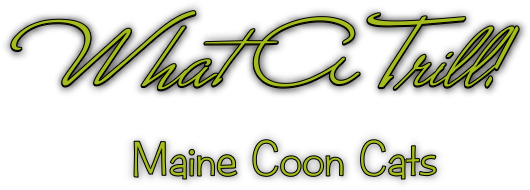WhatATrill Maine Coon Cats